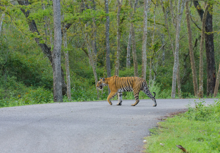 tiger tour with mumbai